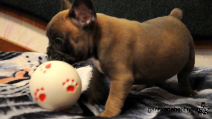 french bulldog puppies