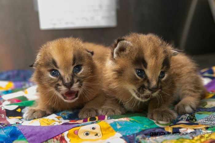 Caracals, Ocelot,cheetahs, Serval And F1 Savannah Kittens