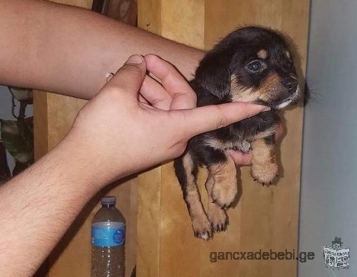 Rottweiler Puppies