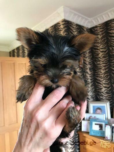 pure breed tiny yorkie puppies Whatsapp.+44 741 832 1782