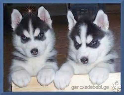 Siberian Husky Puppies Blue eyes Ready