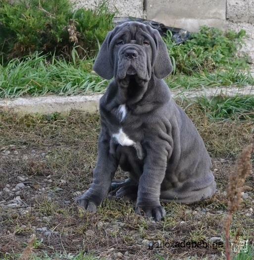 ლეკვები Mastino Poleetano (ნეაპოლიტანური Mastiff)