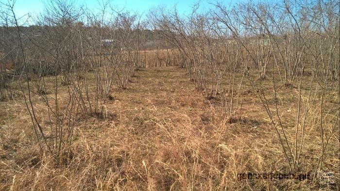 For sale plot of land in Zugdidi