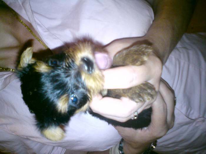 Yorkshire Terrier Puppies for sale! 500 Lari