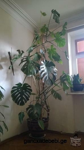 monstera