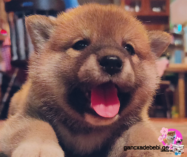 შიბა ინუს ლეკვი/Shiba Inu puppy