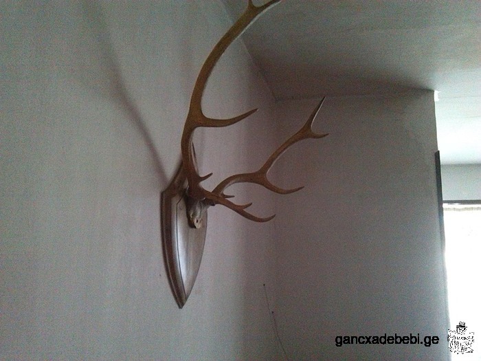 Deer antlers