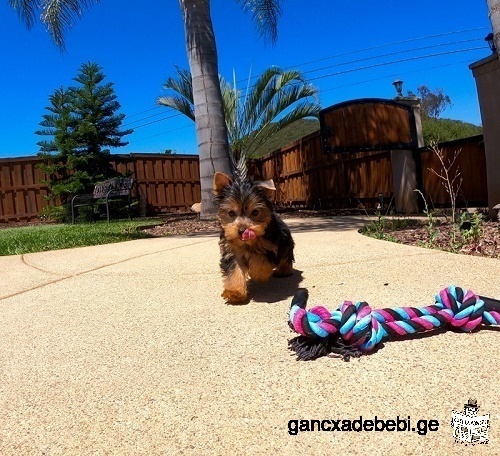 Yorkie Puppies For Sale