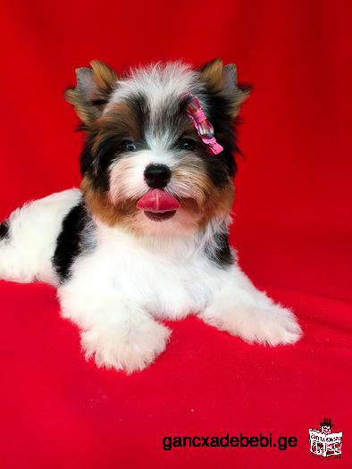 sayvareli mini gogo Biewer Yorkshire Terrier sando mSoblebisgan!