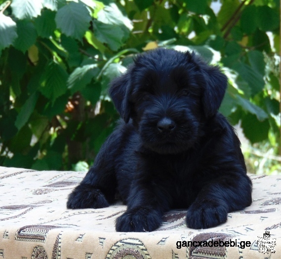 Giant Schnauzer puppies for sale.