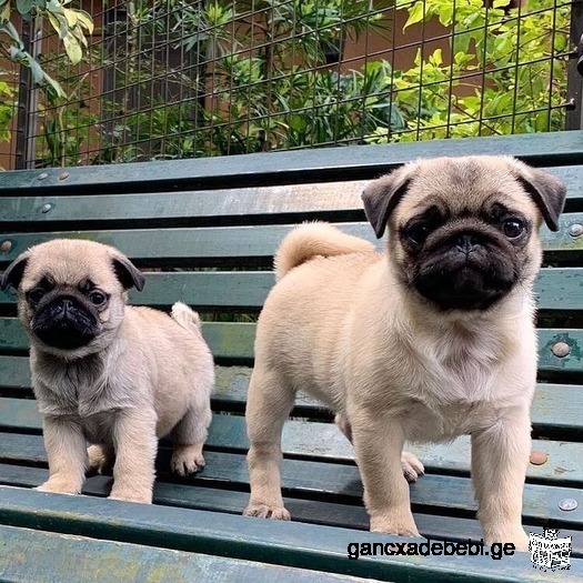 Purebred Pug lekvebi