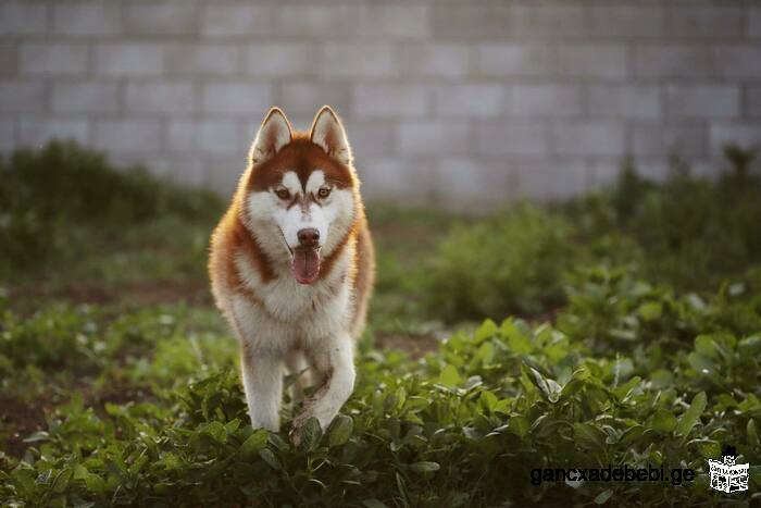 Husky puppies.Kennel Indigo Moonlight