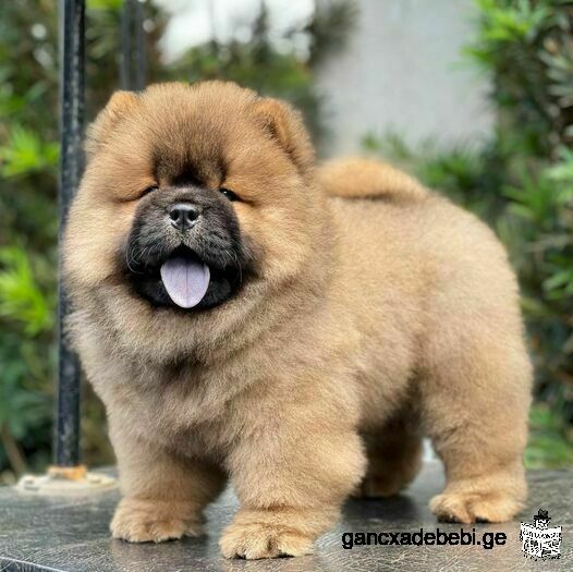 Chow Chow Puppies for sale