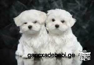 Beautiful white Maltese Puppies Available