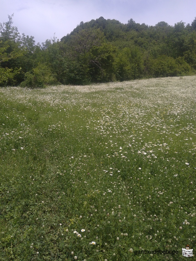 მიწის ნაკვეთი