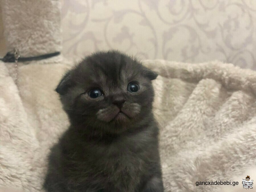 scottish fold