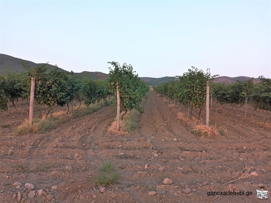 Rkatsiteli vineyard for sale