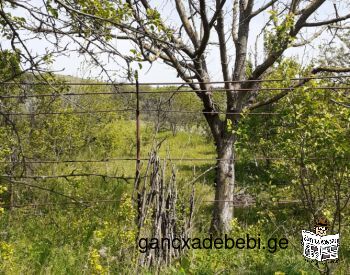 Agricultural land for sale in Gardabani municipality