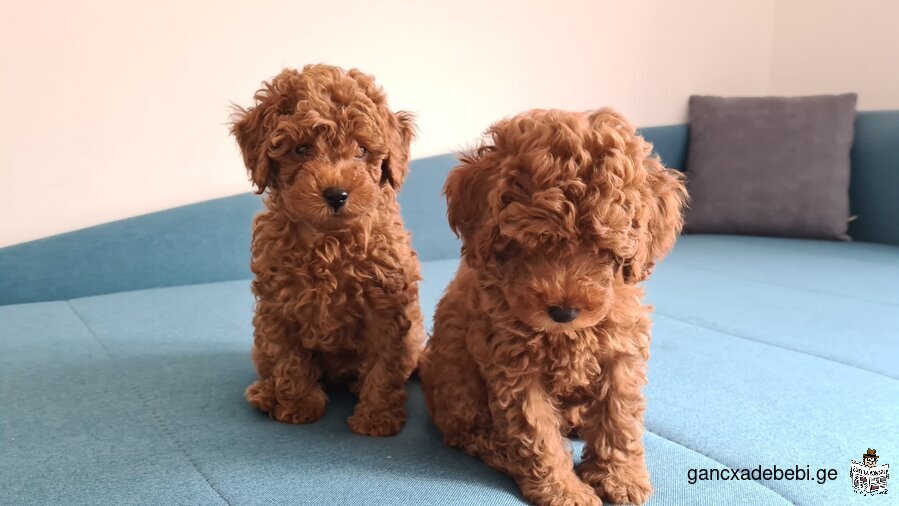 Toy Poodle puppies