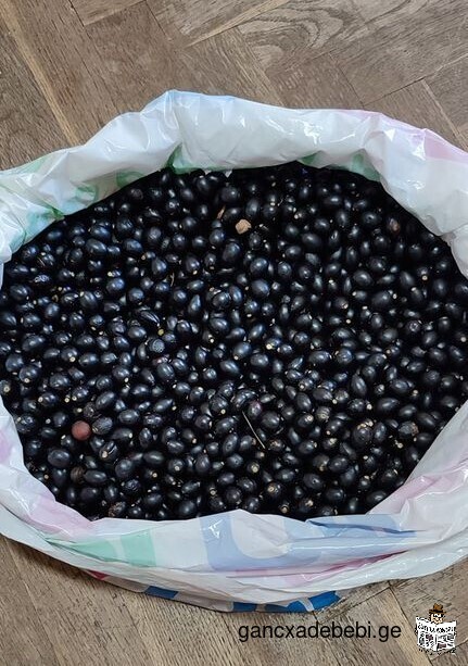 Laurus nobilis Seeds