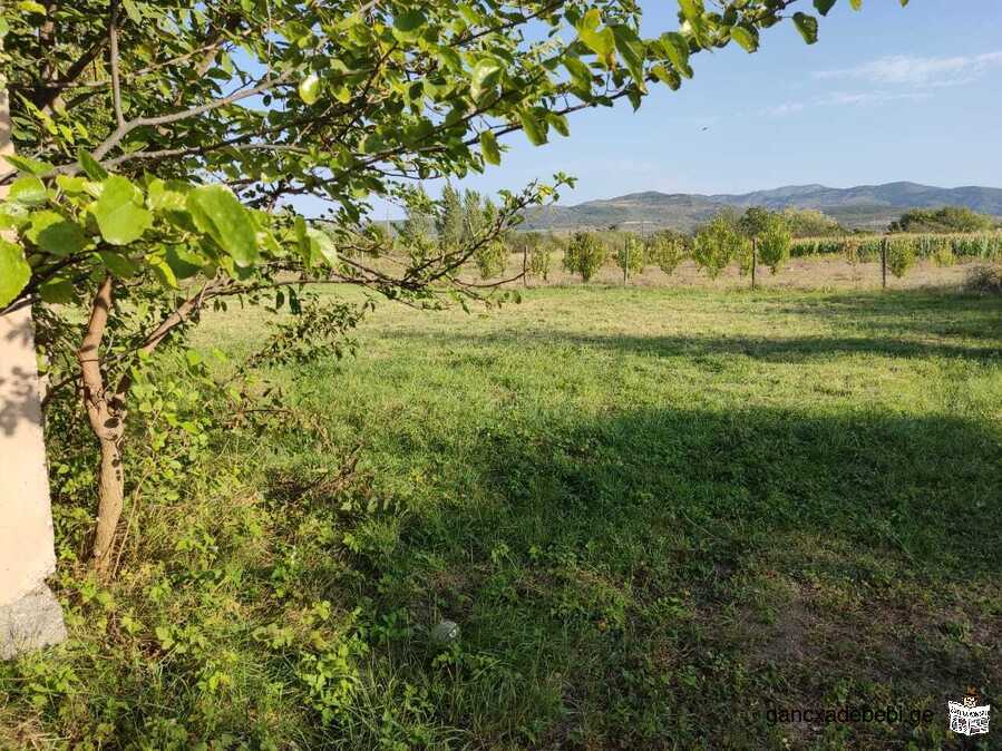 Selling a plot near Gori