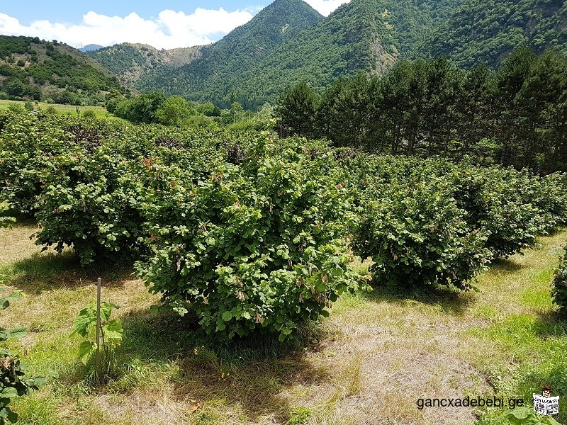 იყიდება თხილის ბაღი ბორჯომის რაიონში, სოფელ ზორეთში