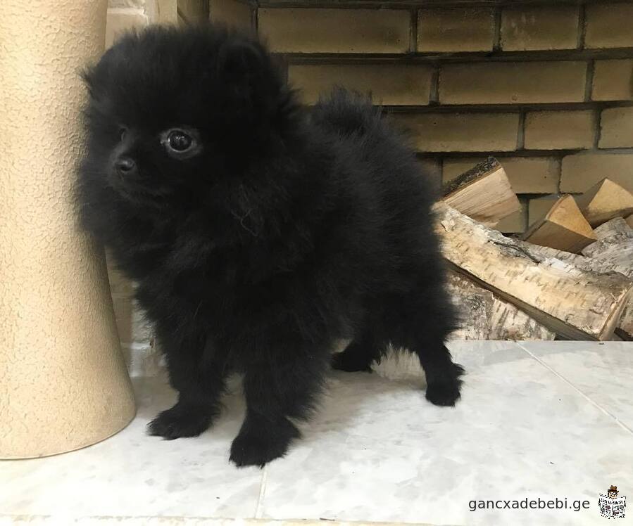 Sale Spitz pomeranian