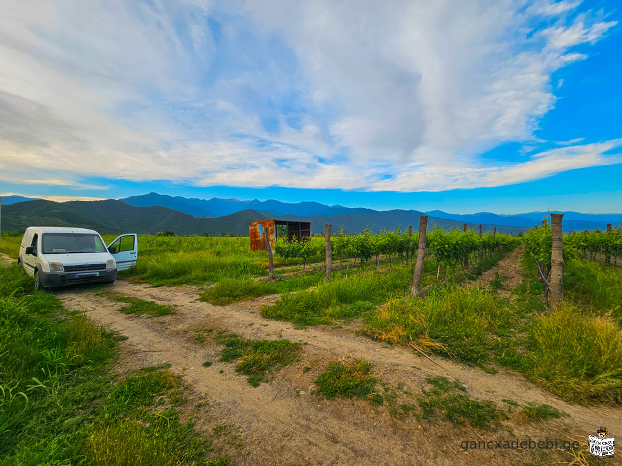 Vineyard for sale in Kvareli