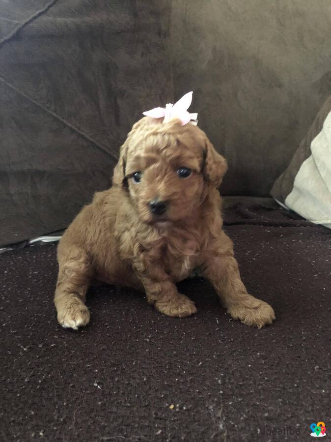 Mini poodle puppies