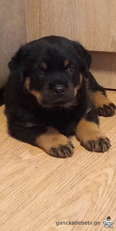 rottweiler puppy