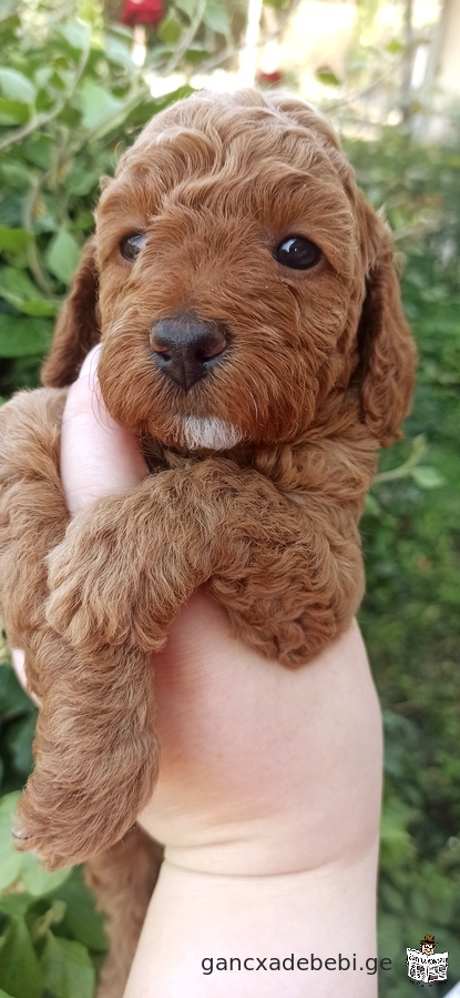 Toy and miniature poodle puppy red blond and peach color