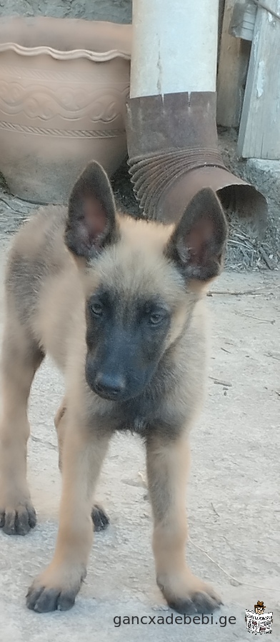 Malinois puppies for sale