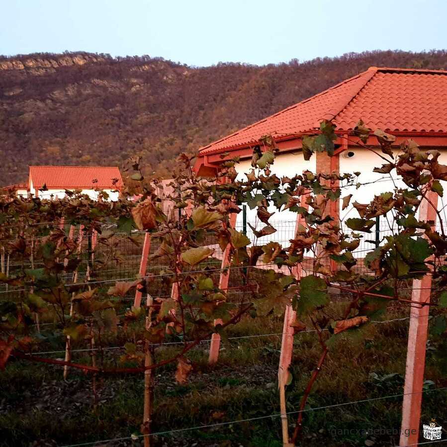 იყიდება სამოსახლო ნაკვეთი ვენახით ღვინის სოფელში