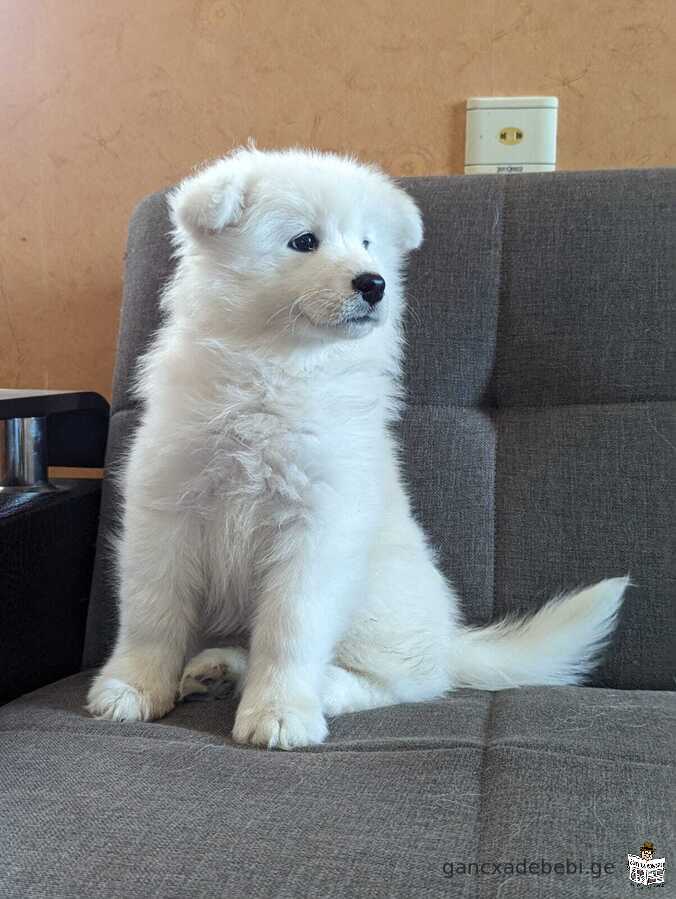 იყიდება სამოედის ლეკვი, Samoyed