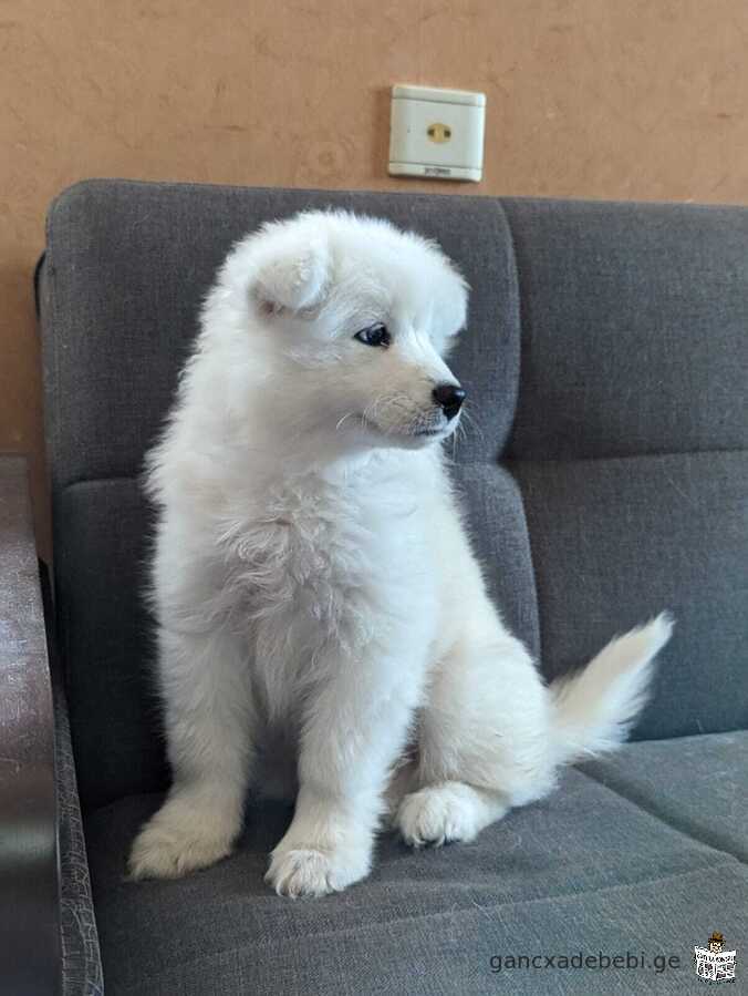 იყიდება სამოედის ლეკვი, Samoyed