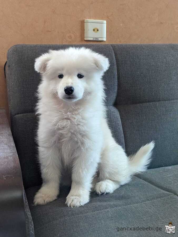 Samoyed dog puppy for sale