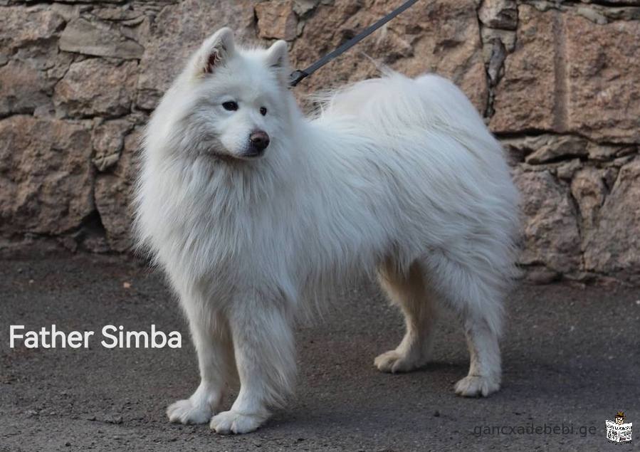 იყიდება სამოედის ლეკვი, Samoyed