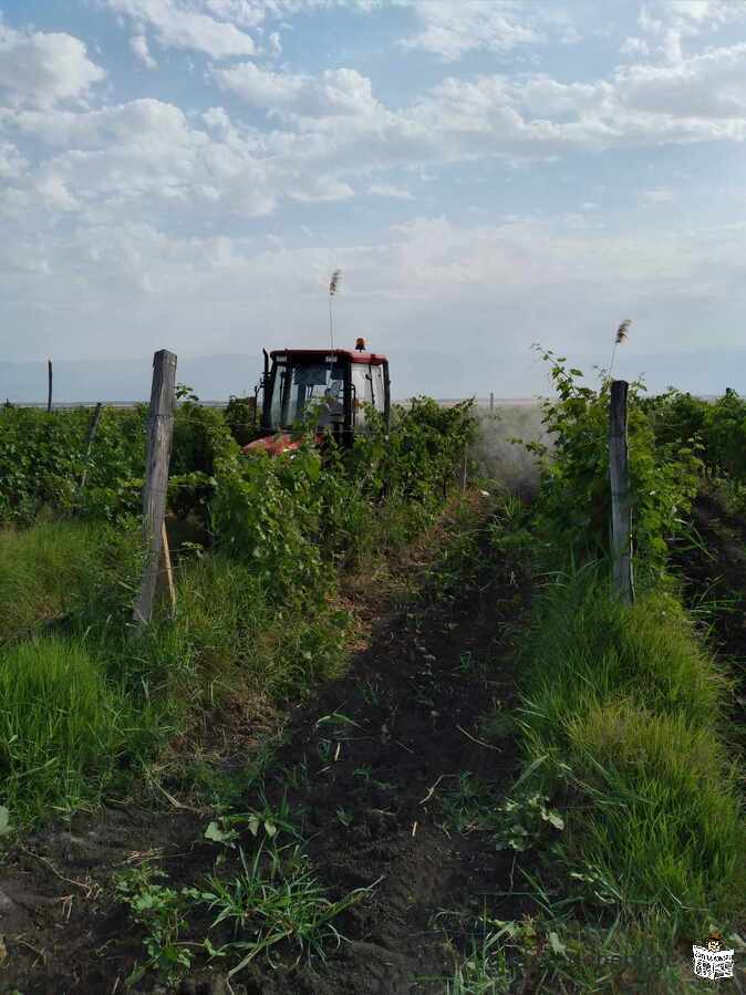 iyideba 5 heqtari saferavis venaxi siRnaRis raion sofel Zvel anagaSi