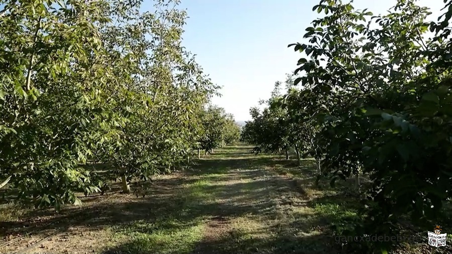 კარალეთში კაკლის ბაღი