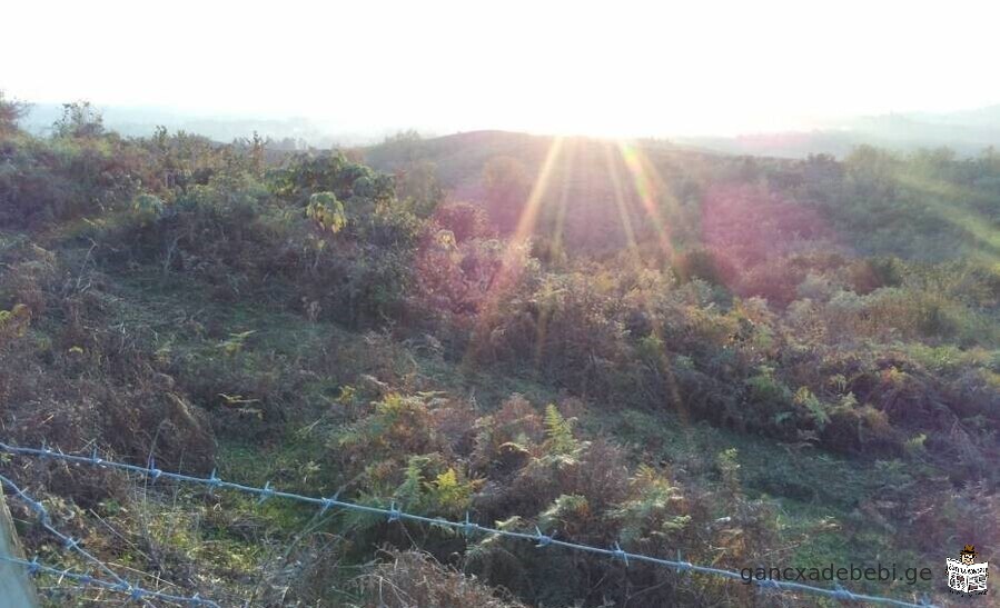 iyideba 5 heqtari sasoflo sameurneo miwis nakveTi municipaleti ozurgeTi,