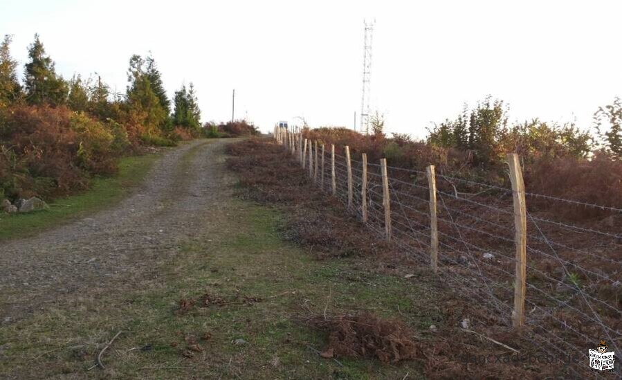 iyideba 5 heqtari sasoflo sameurneo miwis nakveTi municipaleti ozurgeTi,