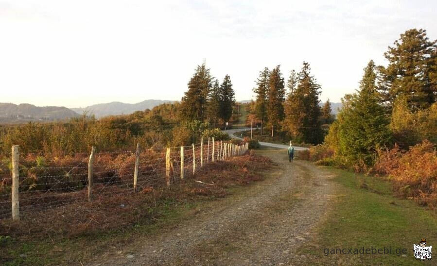 iyideba 5 heqtari sasoflo sameurneo miwis nakveTi municipaleti ozurgeTi,