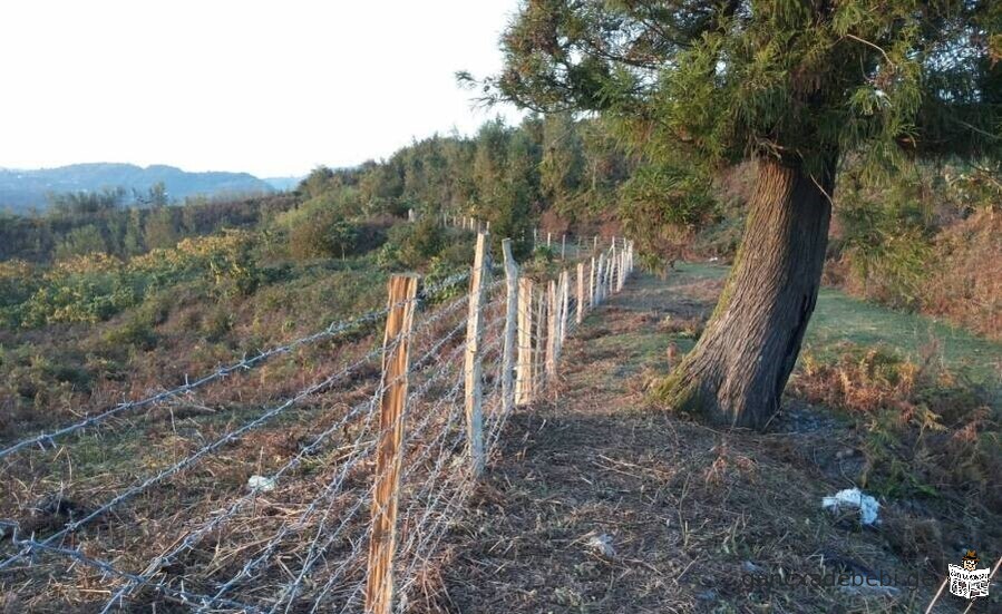 iyideba 5 heqtari sasoflo sameurneo miwis nakveTi municipaleti ozurgeTi,