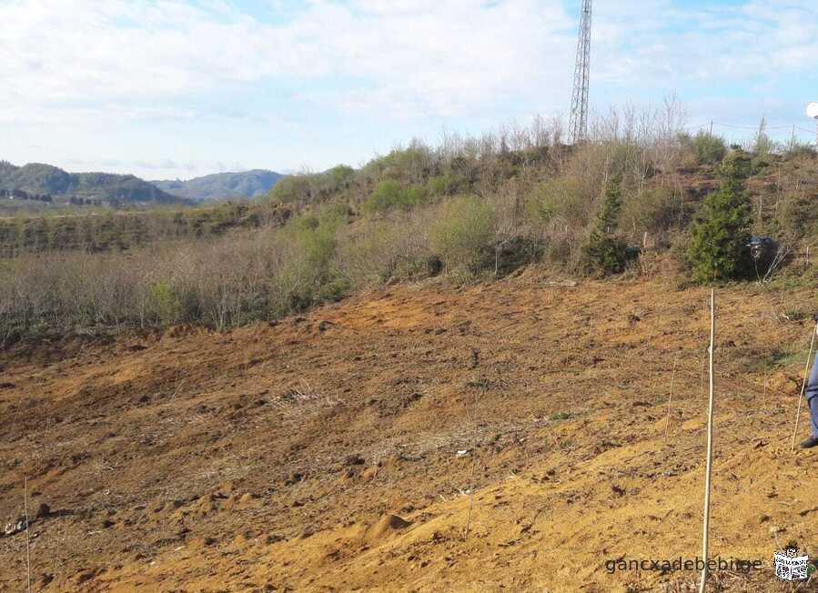 iyideba 5 heqtari sasoflo sameurneo miwis nakveTi municipaleti ozurgeTi,