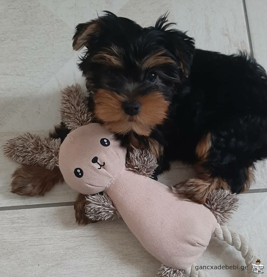 Yorkie puppies for adoption