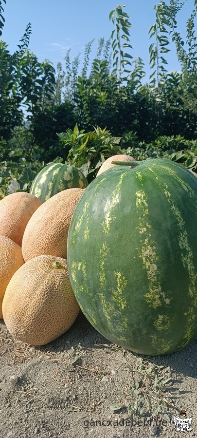 CiTilebi pomidori kombosto nesvi sazamTro satacuri