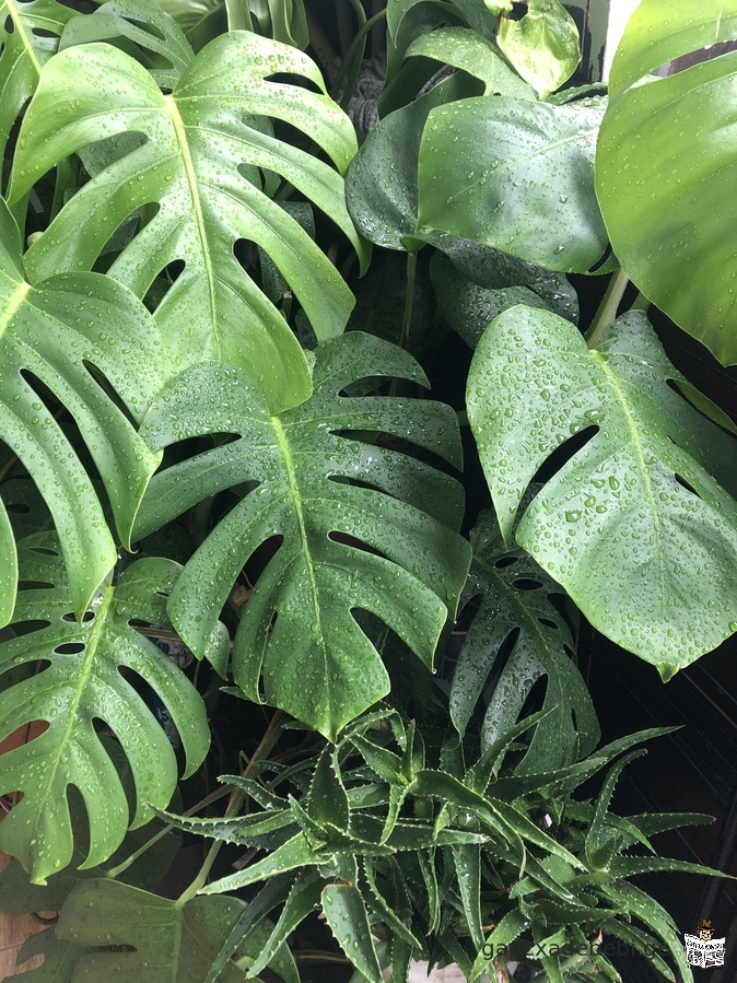 iyideba monstera(monsterebi)