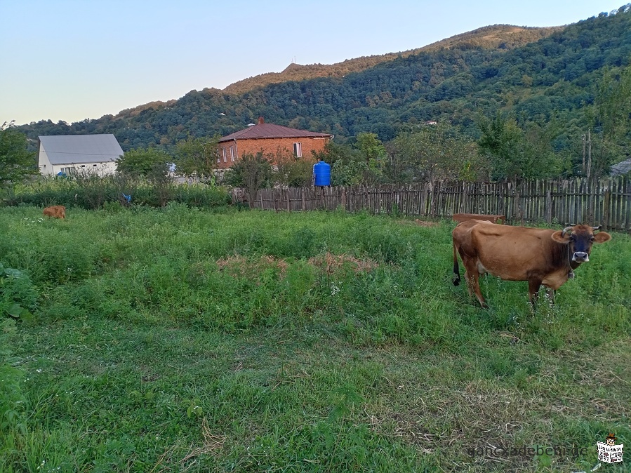 iyideba xaragaulis municipaliteti, sof. boriTSi 673 kv.m sakarmidamo miwis nakveTi