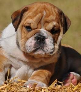 English bulldog puppies