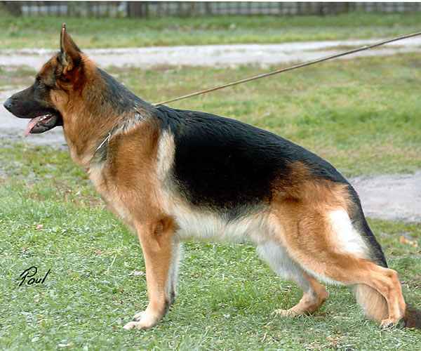 German Shepherd